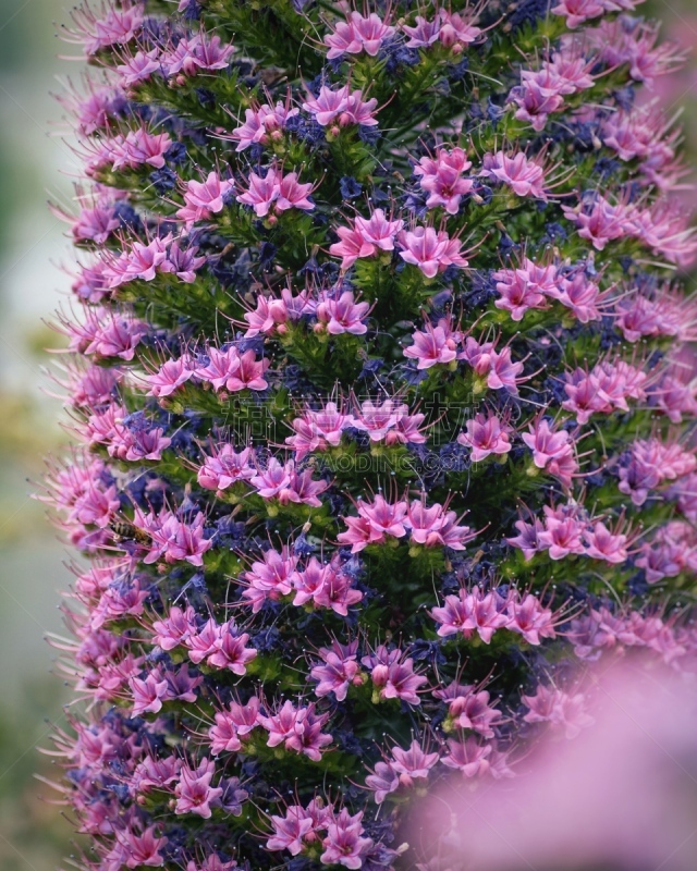 蜜蜂