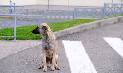 交通,狗,动物,安全的,人行横道,路,伦敦城,血红扇头蜱,纯种犬,汽车