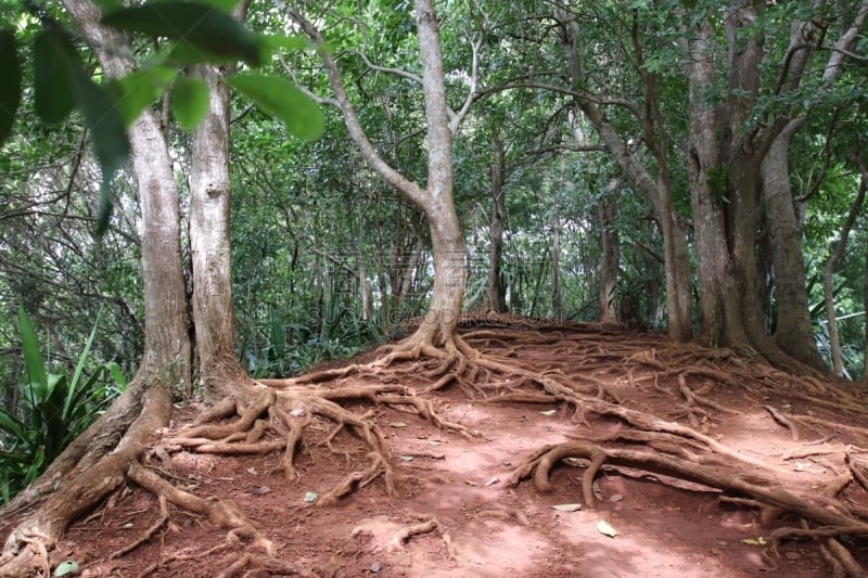 印度洋,热带树,非洲,根部,毛里求斯,景观设计,热带气候,火山岩,环境保护,枝繁叶茂