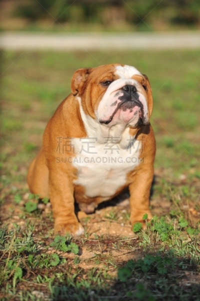 纯种犬,英格兰斗牛犬,草,派克大街,成年的,可爱的,肖像,狗,脊椎动物