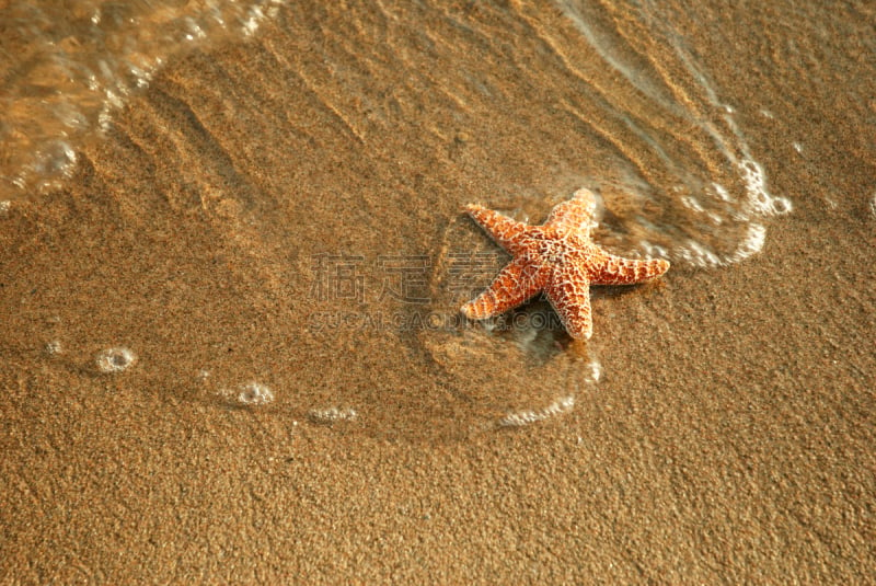 夏天,五角星状海星,海啸,水,留白,褐色,水平画幅,高视角,无人,符号