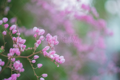 有蔓植物,蓝花藤,珊瑚,鱼钩,清新,珊瑚色,浪漫,泰国,公园,色彩鲜艳