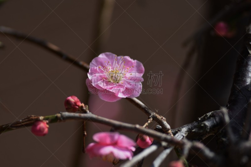 花朵,盐渍食品,自然界的状态,景观设计,温带的花,梅子,春天,植物园,李树,植物