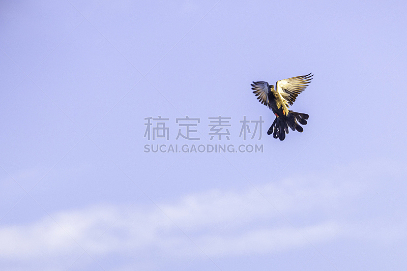 翅膀,鸽子,乐趣,可爱的,气候,云景,自由,风,野生动物,环境