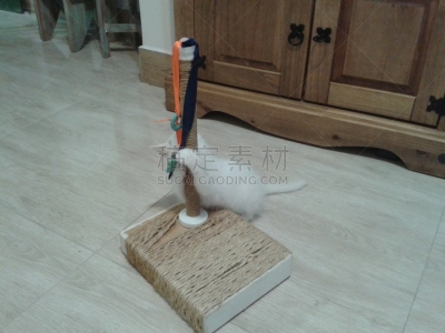 小猫,背景分离,肖像,哺乳纲,小的,动物,动物习性,纯种猫,巴西,蓝色眼睛