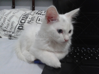 小猫,背景分离,肖像,哺乳纲,小的,动物,动物习性,纯种猫,巴西,蓝色眼睛