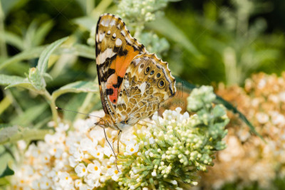 Häufiger Gast im heimischen Garten ist der Distelfalter Vanessa Cardui
