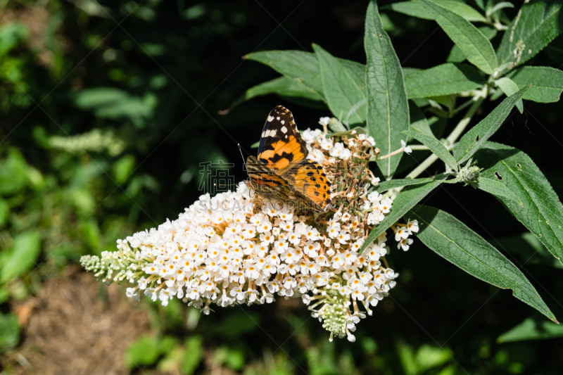 Häufiger Gast im heimischen Garten ist der Distelfalter Vanessa Cardui