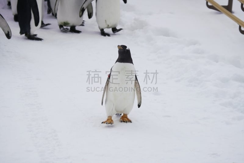 雪,企鹅,可爱的,寒冷,模板,二月,著名景点,生物,动物,鸟类