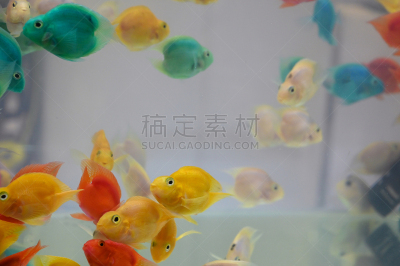 鱼类,自然美,自然,红色,野生动物,图像,海洋,野外动物,水,鹦鹉