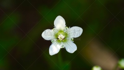 边缘现象,草,纯净,花的组成部分,植物,自然荒野区,户外,开花植物,白色,自然