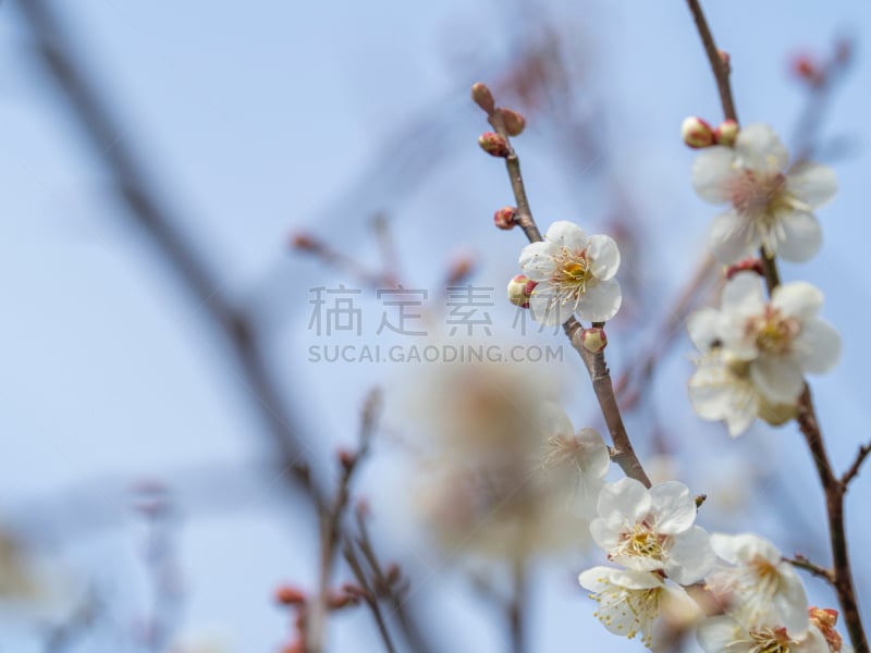 梅花,仅一朵花,自然美,梅子,春天,深红色海葵,花的组成部分,植物,天空,日本