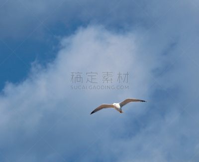 黑脊鸥,欧洲银鸥,云,动物,鸟类,户外,看,白色,自然,白昼