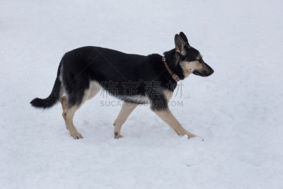 雪,宠物,白色,动物,东,欧洲,牧羊犬,步行