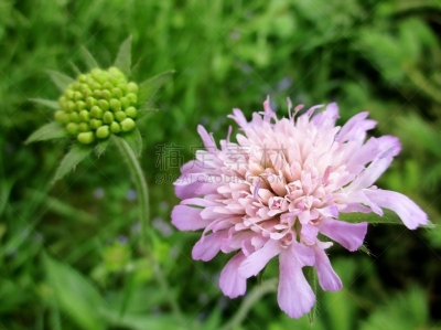 Plan très rapproché d'une fleur violet pâle de scabieuse ( knautie) des champs. Sujet décentré sur la droite. Fleur en bouton au second plan sur la gauche. Prairie verte floutée en arrière plan. Lac de Longemer, Vosges, France. Eté 2019.
