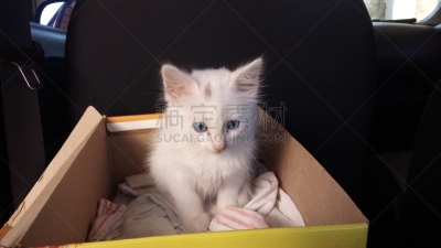 小猫,背景分离,肖像,哺乳纲,小的,动物,动物习性,纯种猫,巴西,蓝色眼睛