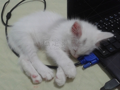 小猫,背景分离,肖像,哺乳纲,小的,动物,动物习性,纯种猫,巴西,蓝色眼睛