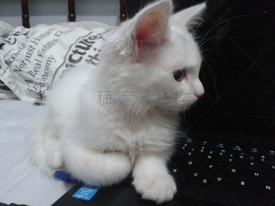 小猫,背景分离,肖像,哺乳纲,小的,动物,动物习性,纯种猫,巴西,蓝色眼睛