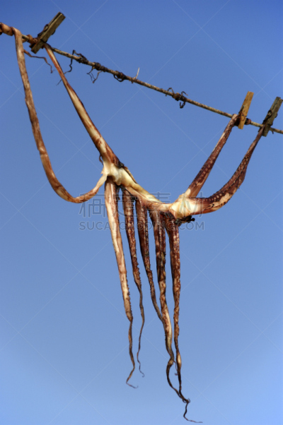 章鱼,垂直画幅,干燥食品,绳子,动物,动物肢和翼,海产,动物身体部位,小吃,触须
