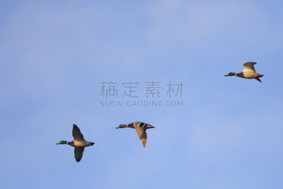 波兰,动物群,鸟类,野鸭,湿地,东,泉,北,飞,交配