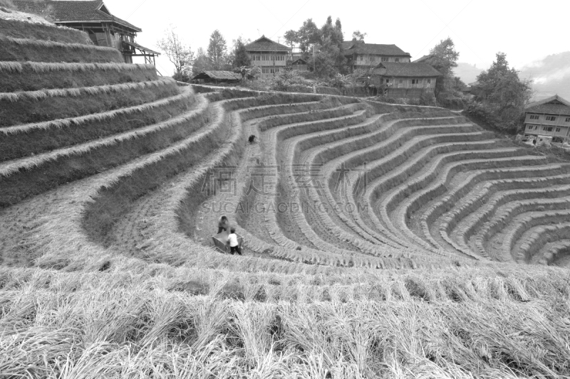 农作物,秋天,农民,龙脊梯田,桂林,水平画幅,高视角,夏天,户外,水稻梯田