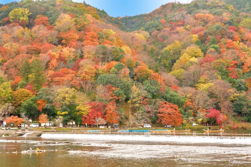 京都府,岚山,日本,秋叶色,居住区,大井河,京都市,植物,河流,嵯峨野