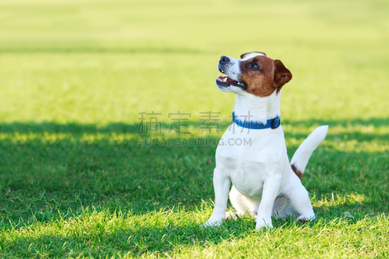 狗,杰克拉瑟短腿犬,纯种犬,可爱的,梗犬,运动,肖像,坐,行动