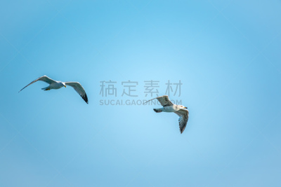 两只动物,天空,海洋,海鸥,蓝色,纯洁,自由,野生动物,翅膀,动物
