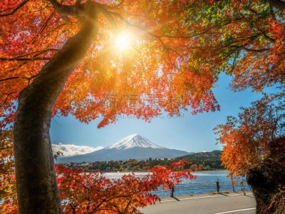 富士山,秋天,日本,彩色图片,水,水平画幅,樱花,樱桃,雪,无人