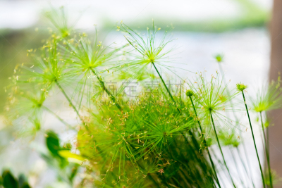 绿色,泰国,草,春天,花,植物,背景,花,生长,结束