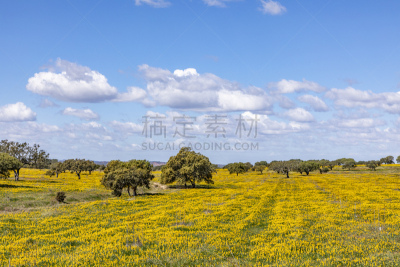田地,阿尔加威,Cork Tree,葡萄牙,油橄榄树,地形,色彩鲜艳,海岸线,靠近,树