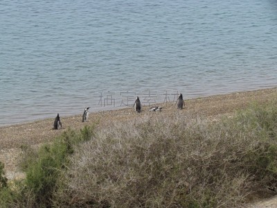 麦哲伦海峡企鹅,可爱的,湿,野生动物,环境,逆戟鲸,动物,鸟类,海岸线,阿根廷