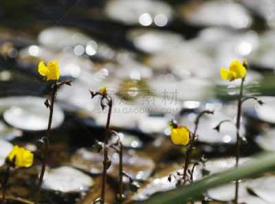 Floating and submerged aquatic perennial with slender stems all of one kind. Leaves oval in outline, pinnately divided into narrow, toothed segments, each tooth tipped by a bristle or several bristles; bladders 3mm. Flowers deep yellow, 12-18mm, 4-10 in t