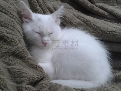 小猫,背景分离,肖像,哺乳纲,小的,动物,动物习性,纯种猫,巴西,蓝色眼睛