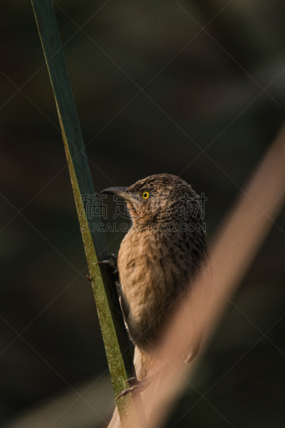 Babbler,可爱的,自然,垂直画幅,肖像,环境,图像,美,北美歌雀,栖息