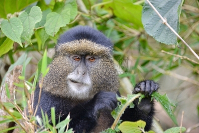 金丝猴,parc national des volcans,猴子,濒危物种,动物主题,戴安福西,杂技活动,野生动物,肖像,环境