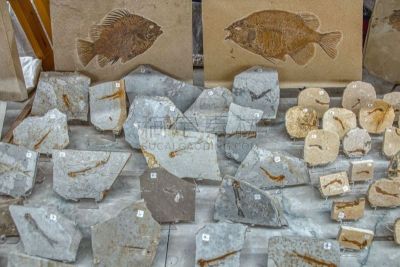 鱼类,化石,商店,岩石,生物学,被抛弃的,创世纪,过去,已灭绝生物,侏罗纪