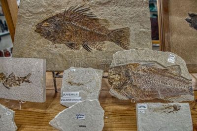 鱼类,化石,岩石,商店,生物学,被抛弃的,创世纪,过去,已灭绝生物,侏罗纪