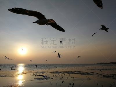 泰国,中心,北揽,动物主题,空的,自由,彩色背景,照明设备,景观设计,曙暮光