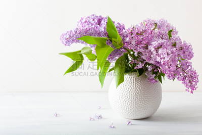 丁香花,花瓶,白色背景,自然美,花