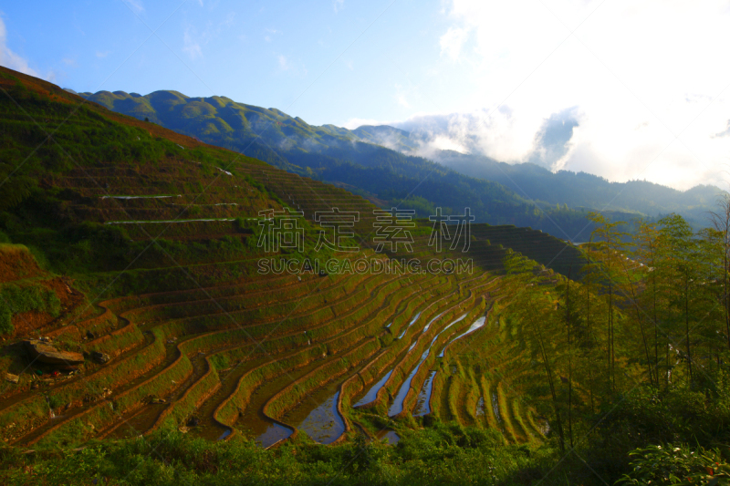 龙胜,稻田,龙脊梯田,竹林,桂林,美,水平画幅,高视角,无人,夏天