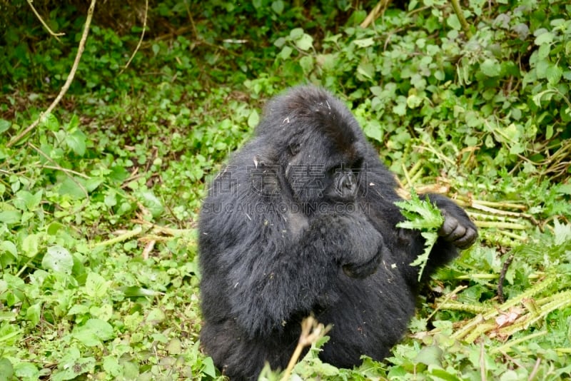 高山大猩猩,parc national des volcans,猴子,濒危物种,动物主题,戴安福西,杂技活动,野生动物,肖像,环境