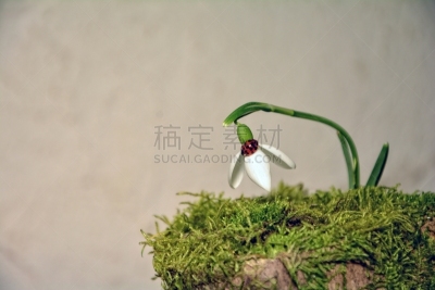 雪花莲,瓢虫,背景,一个物体,明亮,留白,水平画幅,苔藓,动物身体部位,白色