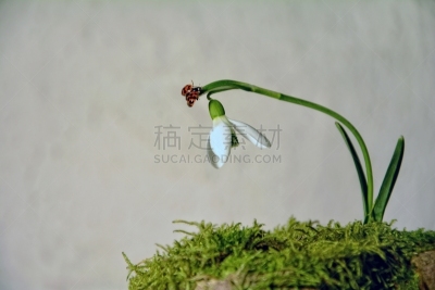 雪花莲,瓢虫,留白,水平画幅,苔藓,动物身体部位,白色,植物,植物学,地板