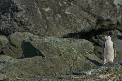 帽带企鹅,非凡的,风景,南极洲,野外动物,南冰洋,mithridates vi,半岛,气候,肖像