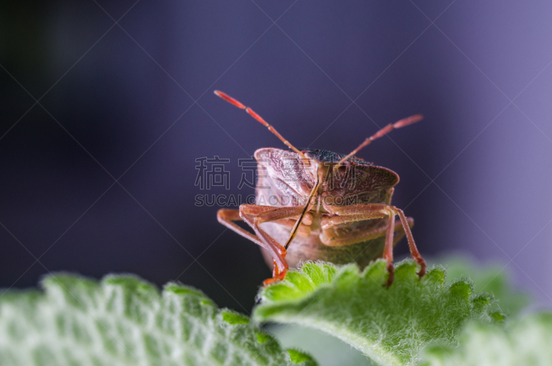 盾,绿色,昆虫,叶子,Green Shield Bug,坐,树