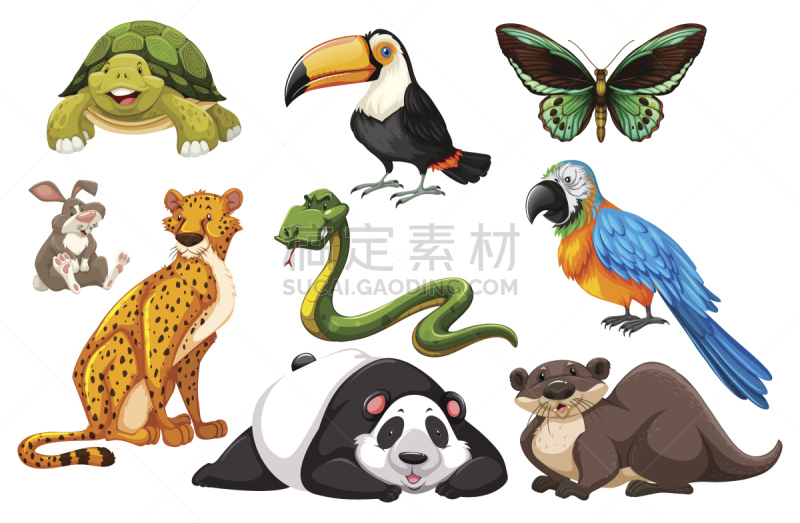 野外动物,反差,水獭,蛇,熊猫,猎豹,巨嘴鸟,海龟,鹦鹉,背景分离