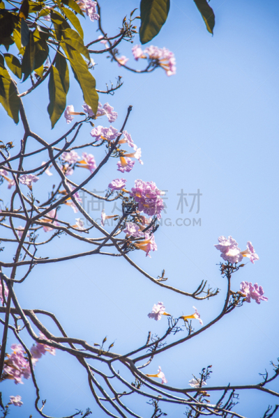 越南,背景,公寓,粉色,小号,蔷薇属,胡志明市,农业,旅途,清新