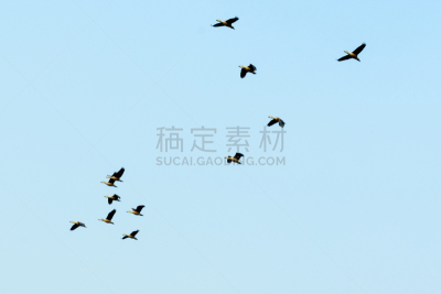 雁属,羊群,v形,式样,平衡折角灯,不完全的,美国西北太平洋地区,旅途,土耳其,动物群