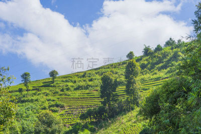 越南,稻,梯田,田地,mud pot,拉茶,农业,小屋,清新,景观设计